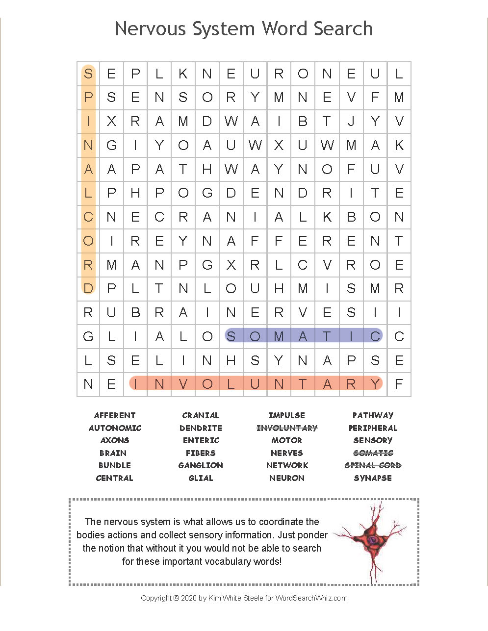 Nervous System Word Search